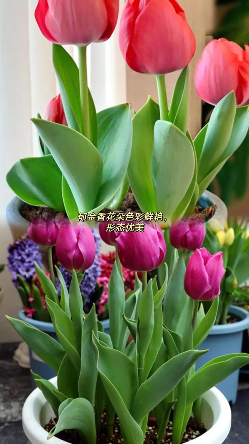 郁金香什么品种既好看又好养?-图3 郁金香什么品种既好看又好养?-图3