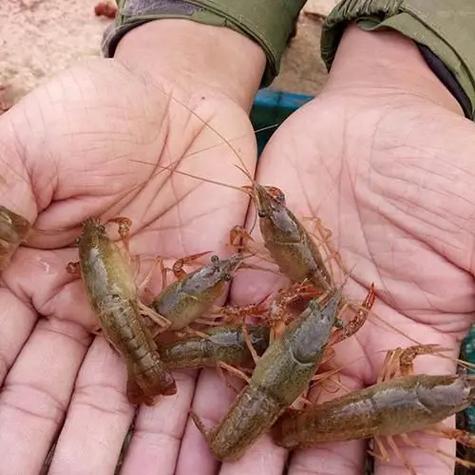 2025小龙虾种苗价格会涨还是跌?-图3 2025小龙虾种苗价格会涨还是跌?-图3