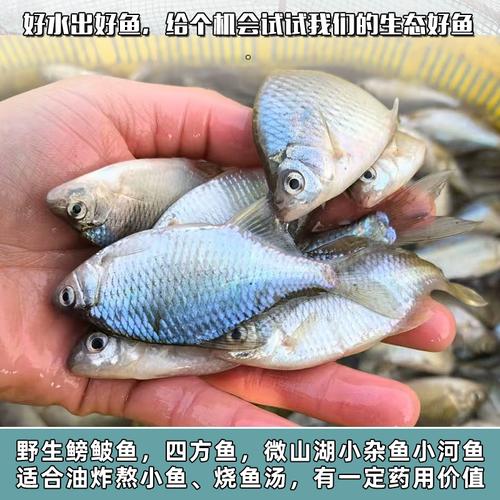 微山湖鱼类品种具体有哪些?-图3 微山湖鱼类品种具体有哪些?-图3