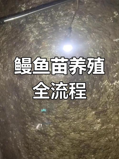 鳗鱼养殖技术关键点是什么？-图3