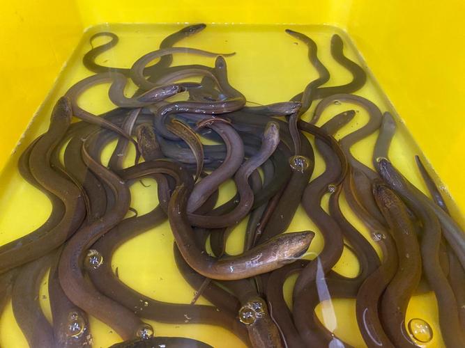 鳗鱼养殖技术关键点是什么？-图2