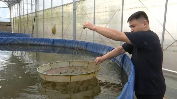 大棚养虾PH过高怎么办？-图2