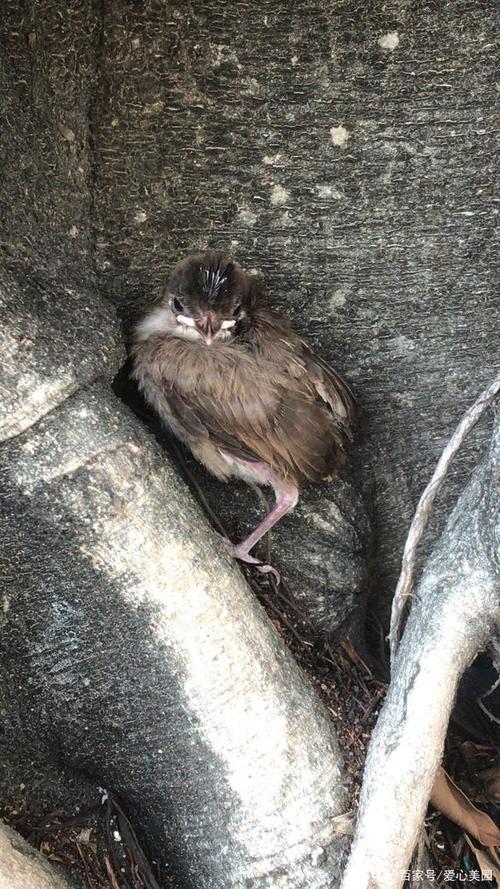 养殖技术不会,该去哪里学?-图3 养殖技术不会,该去哪里学?-图3