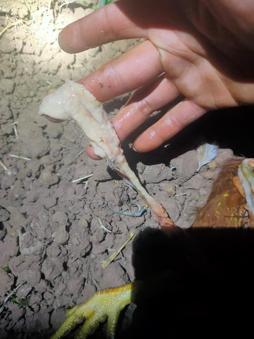 养殖技术不会,该去哪里学?-图2 养殖技术不会,该去哪里学?-图2