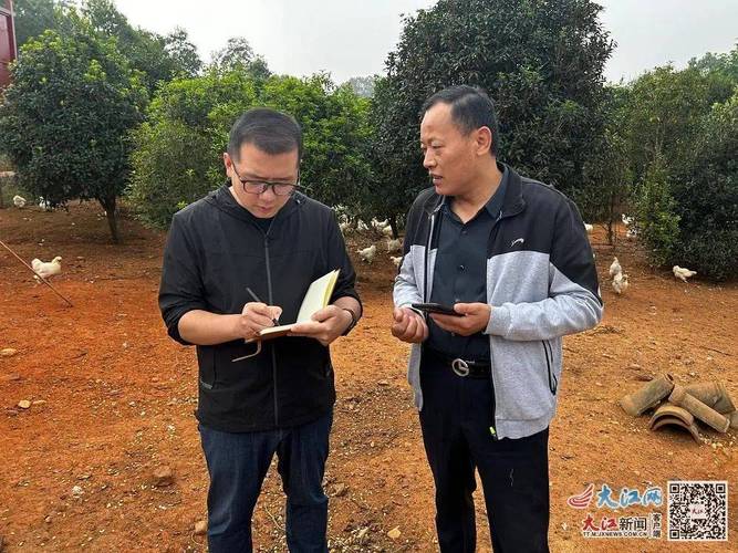 泰和乌鸡养殖技术要点有哪些？-图1