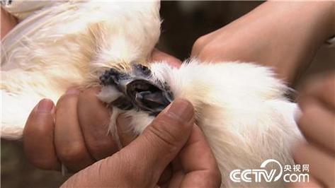 泰和乌鸡养殖技术要点有哪些？-图3