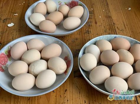 泰和乌鸡养殖技术要点有哪些？-图2