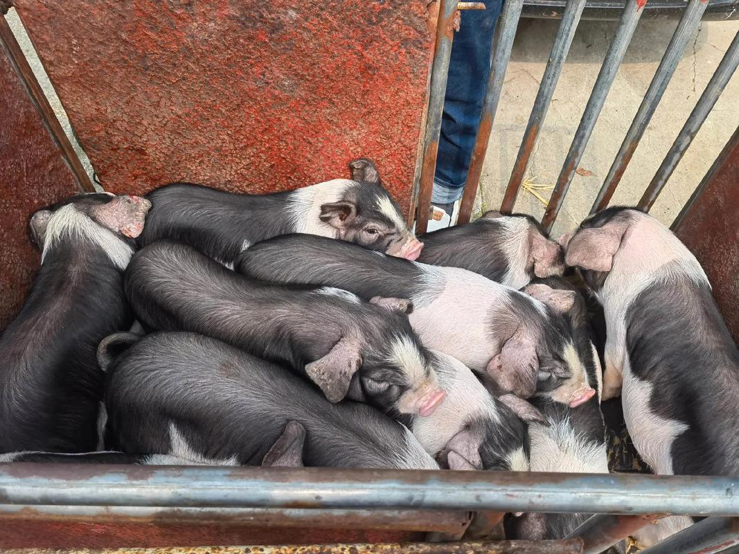 农村创业,小耿选什么猪品种好?-图1 农村创业,小耿选什么猪品种好?-图1