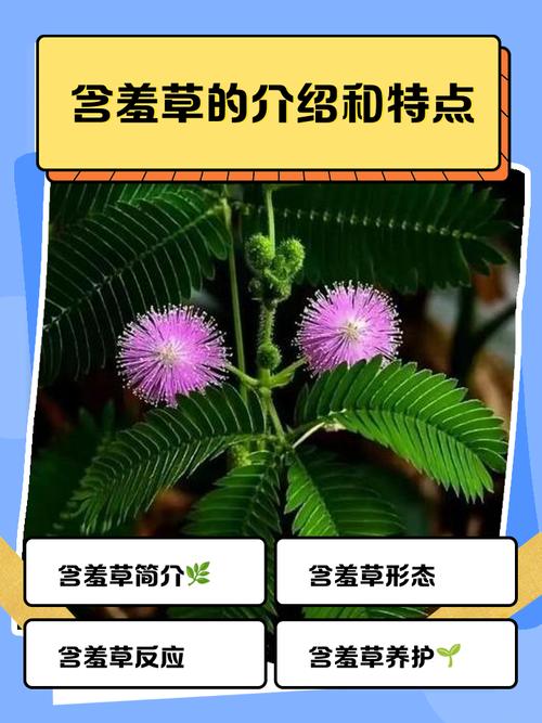 含羞草名称与品种有哪些?-图1 含羞草名称与品种有哪些?-图1