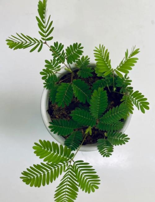 含羞草名称与品种有哪些?-图3 含羞草名称与品种有哪些?-图3