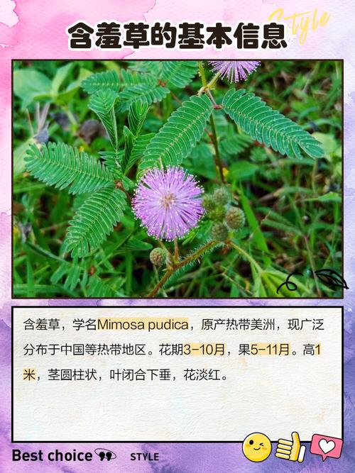 含羞草名称与品种有哪些?-图2 含羞草名称与品种有哪些?-图2
