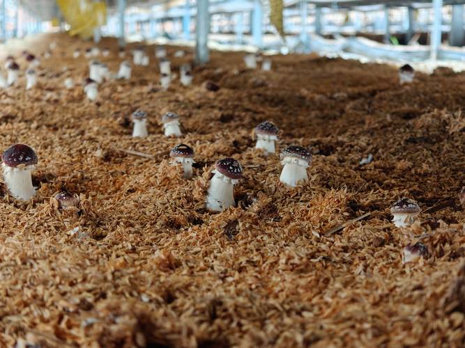 大蘑菇种植技术视频,关键步骤有哪些?-图3 大蘑菇种植技术视频,关键步骤有哪些?-图3