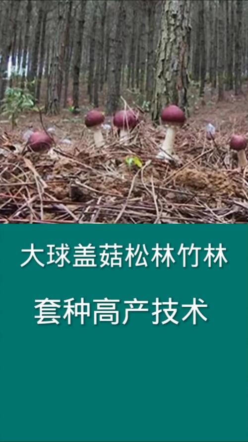 大蘑菇种植技术视频，关键步骤有哪些？-图2