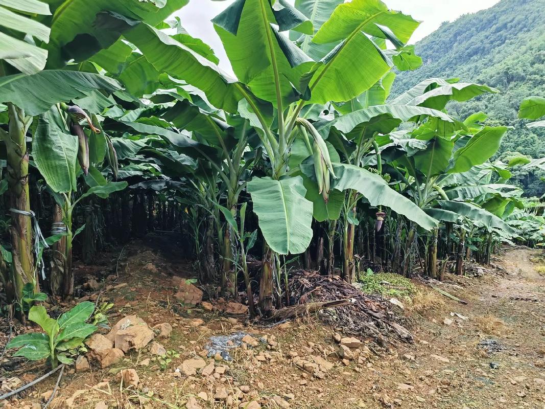 香蕉种植技术有哪些关键要点?-图1 香蕉种植技术有哪些关键要点?-图1