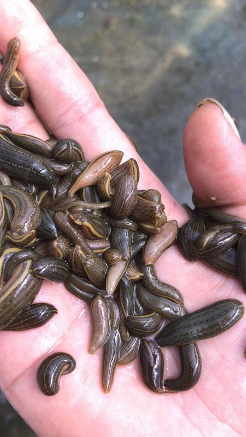 2025宽体金线蛭价格会涨还是会跌?-图2 2025宽体金线蛭价格会涨还是会跌?-图2