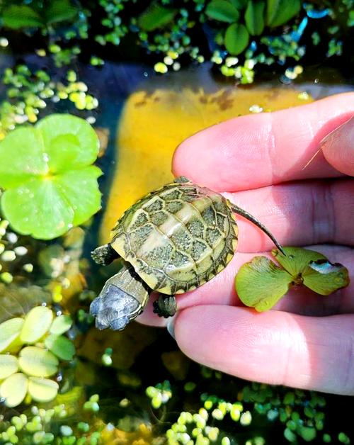 茂名中华草龟苗价格多少？电话多少？-图2