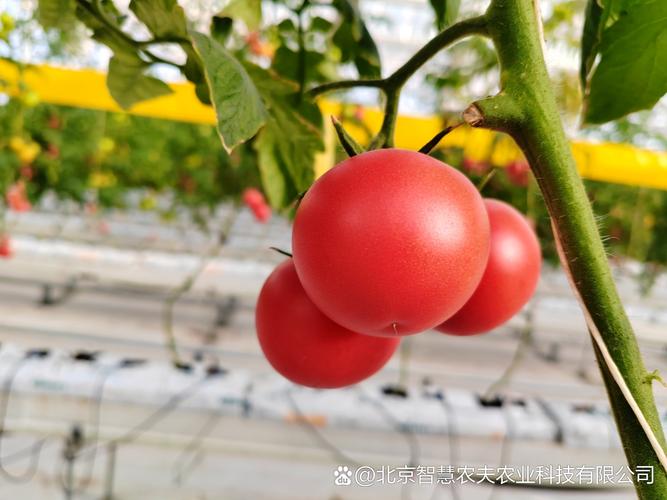 番茄种植技术CCTV7有何要点?-图1 番茄种植技术CCTV7有何要点?-图1