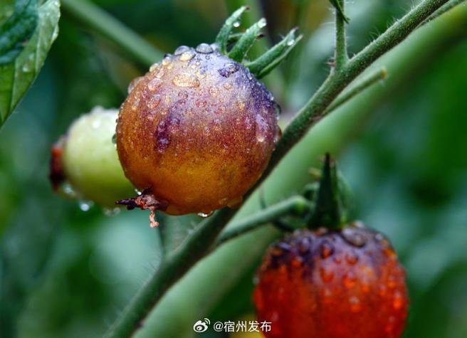 番茄种植技术CCTV7有何要点?-图2 番茄种植技术CCTV7有何要点?-图2