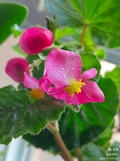 玻璃海棠有哪些常见品种?-图2 玻璃海棠有哪些常见品种?-图2