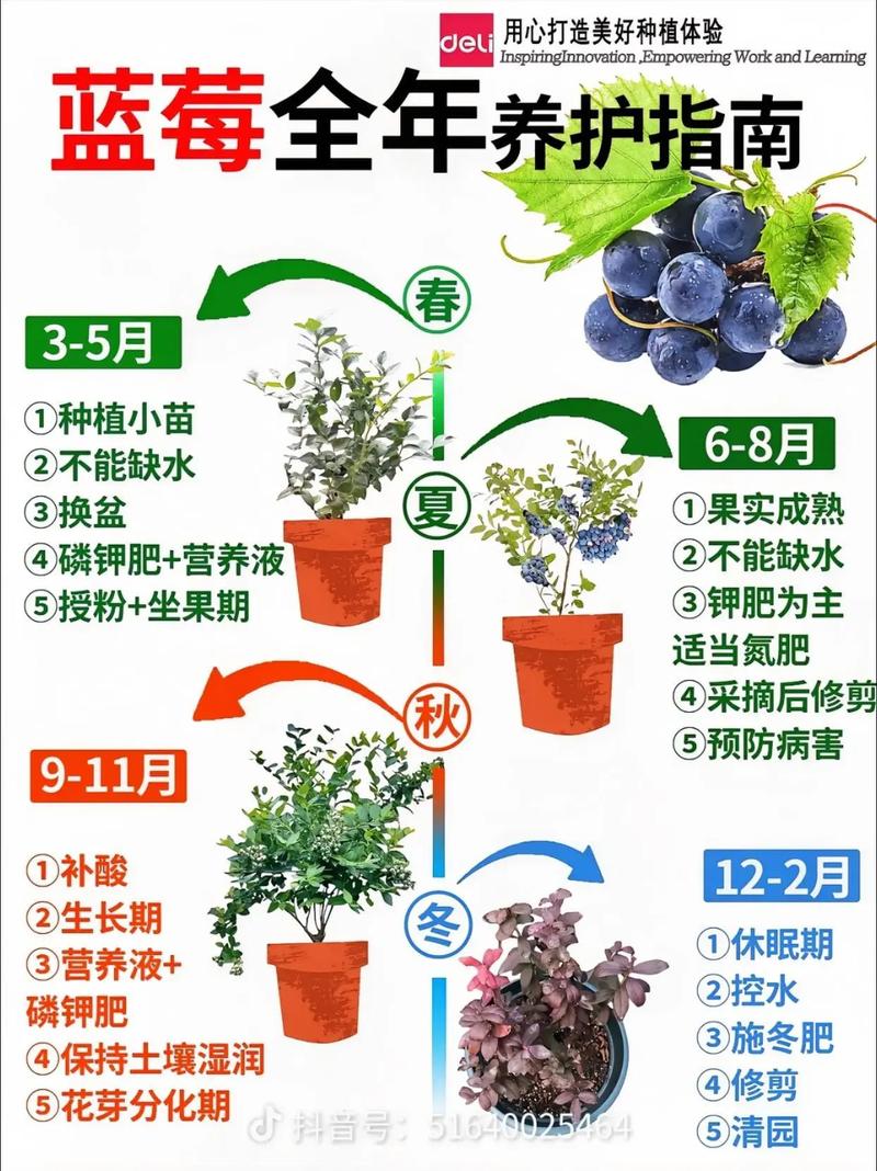 蓝莓种植技术视频哪里能下载?-图2 蓝莓种植技术视频哪里能下载?-图2