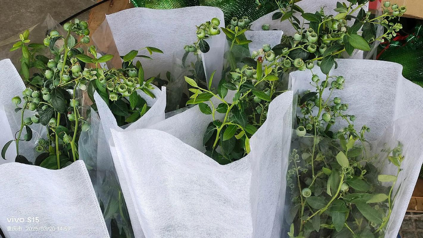 蓝莓种植技术视频哪里能下载？-图3