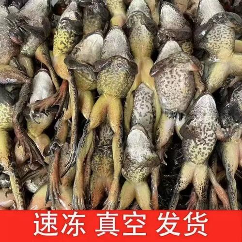 2025年林蛙野生价格会涨还是跌？-图2