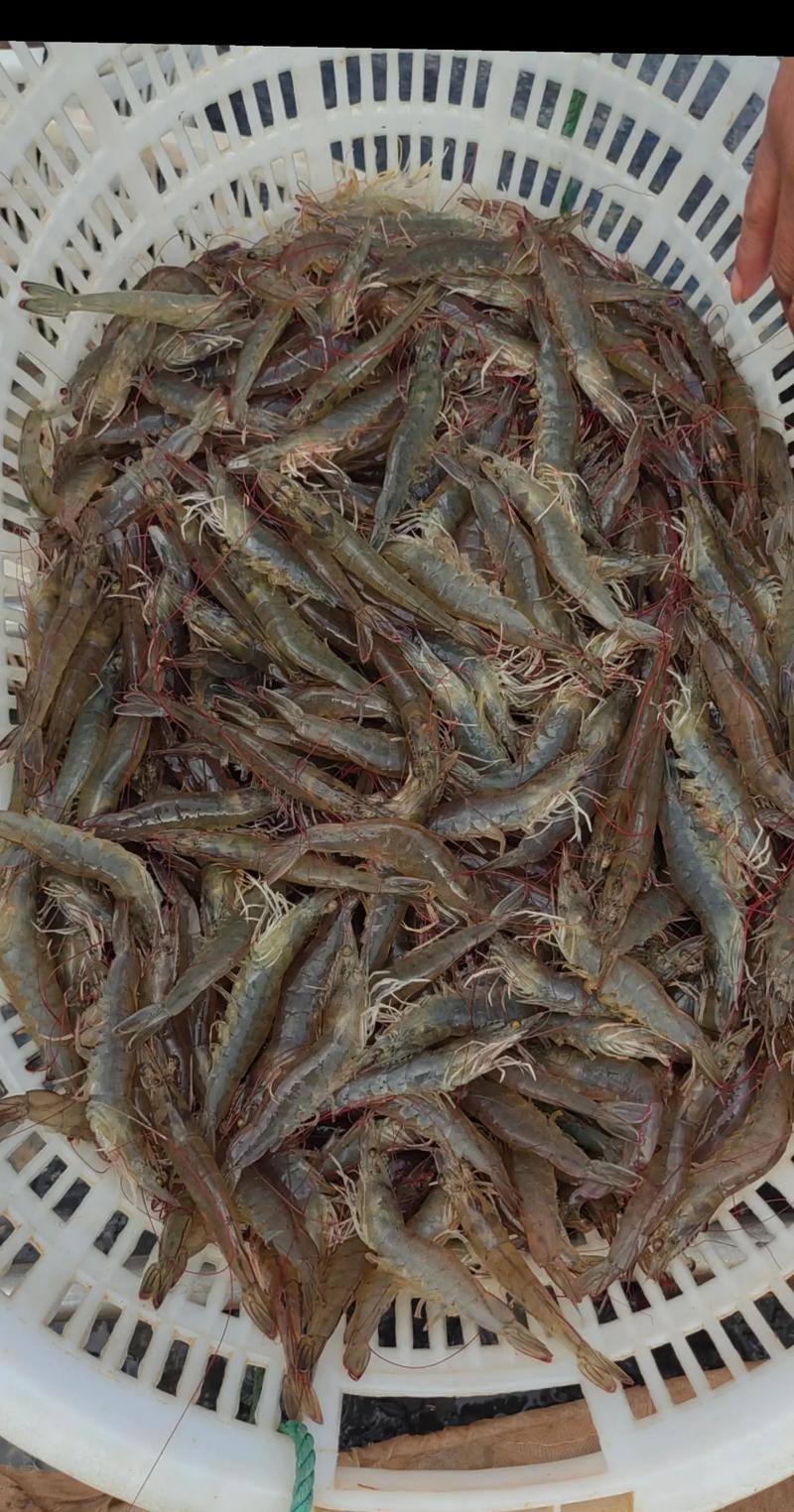 淡水虾养殖技术最新突破是什么?-图1 淡水虾养殖技术最新突破是什么?-图1