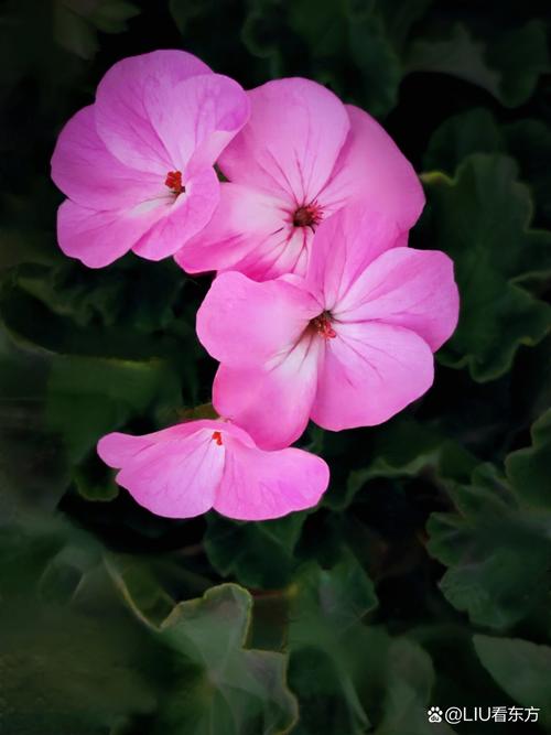 天竺葵品种分类到底有哪些?-图3 天竺葵品种分类到底有哪些?-图3