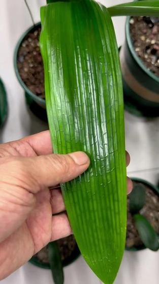 胜利君子兰哪类品种能成功授粉？-图3