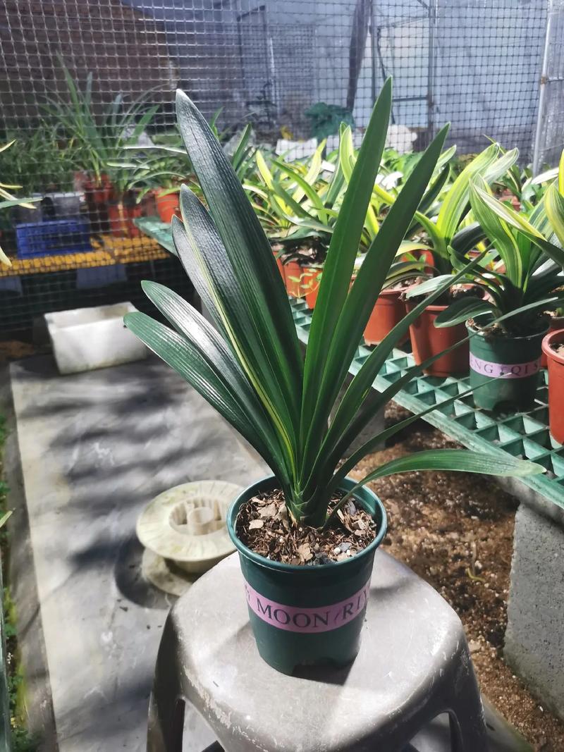 胜利君子兰哪类品种能成功授粉？-图1