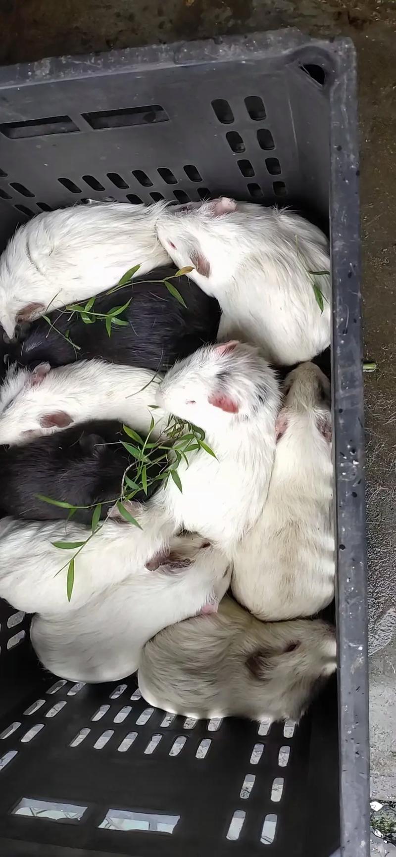 竹鼠品种哪个好?-图1 竹鼠品种哪个好?-图1