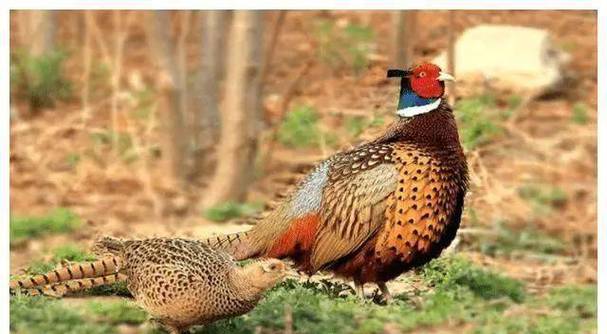 野鸡苗价格多少钱一只?-图1 野鸡苗价格多少钱一只?-图1