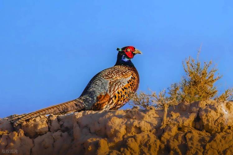 野鸡苗价格多少钱一只?-图2 野鸡苗价格多少钱一只?-图2