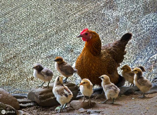 野鸡苗价格多少钱一只?-图3 野鸡苗价格多少钱一只?-图3