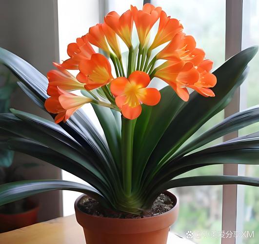 什么品种君子兰最易养活?-图1 什么品种君子兰最易养活?-图1