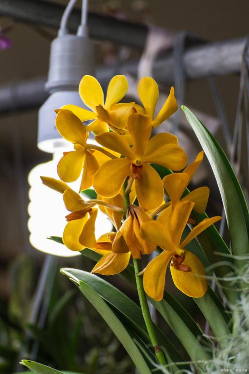 什么品种君子兰最易养活？-图3