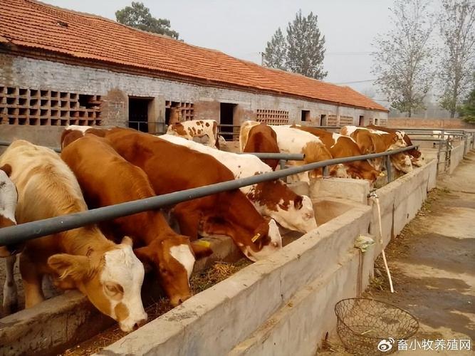 山东农大牧业品种养殖有何特色?-图3 山东农大牧业品种养殖有何特色?-图3