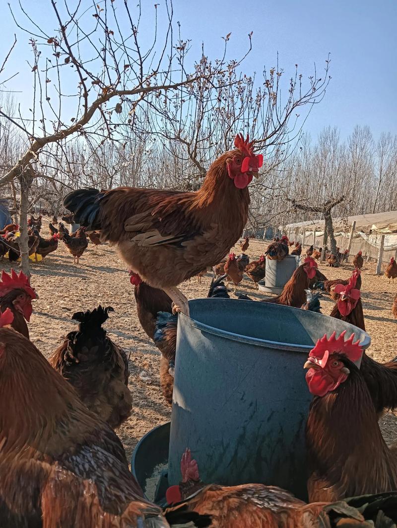 山东农大牧业品种养殖有何特色?-图1 山东农大牧业品种养殖有何特色?-图1