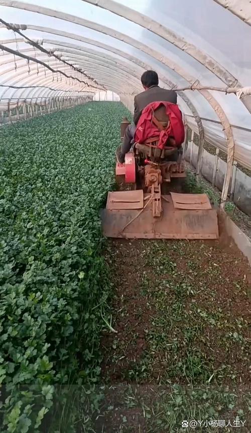 河南香菜大棚种植技术有哪些关键要点?-图1 河南香菜大棚种植技术有哪些关键要点?-图1