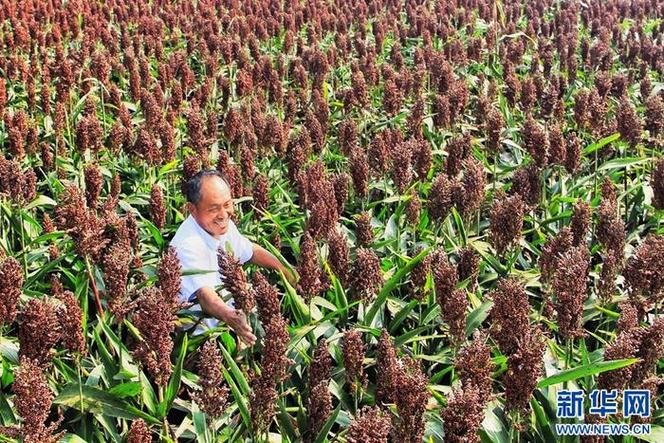 亩收入10万元种植品种是真是假?-图3 亩收入10万元种植品种是真是假?-图3