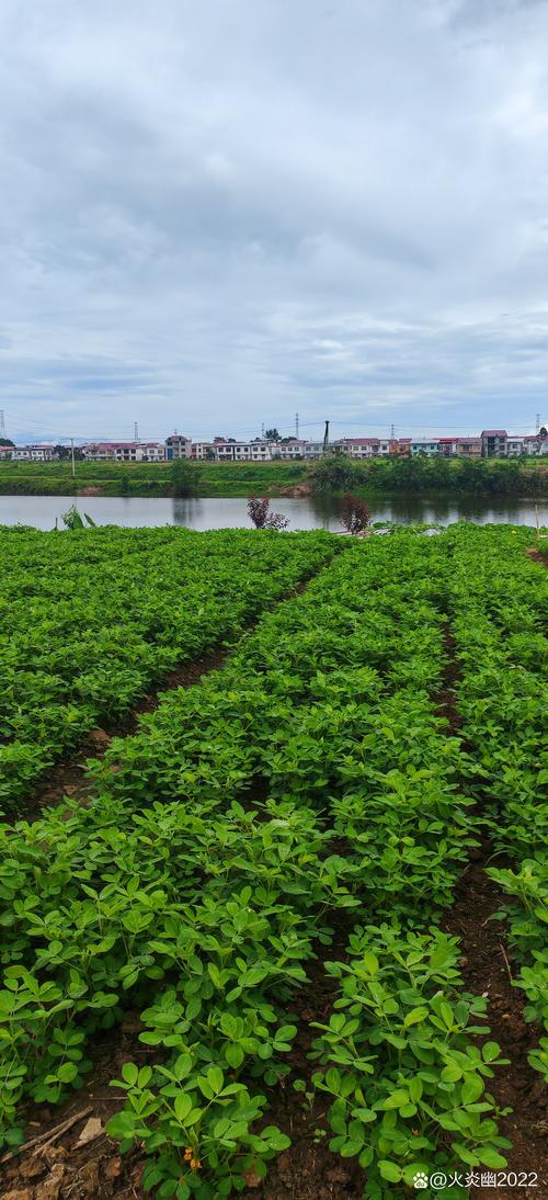 亩收入10万元种植品种是真是假？-图2