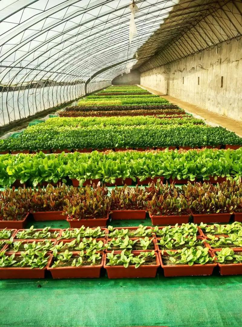 种植业核心品种是什么?-图2 种植业核心品种是什么?-图2