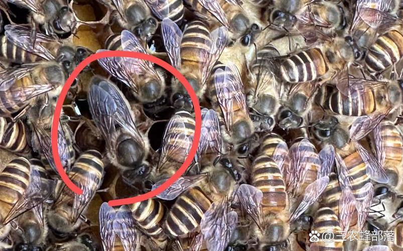 多蜂王养蜂技术全集,如何实现高效管理?-图1 多蜂王养蜂技术全集,如何实现高效管理?-图1