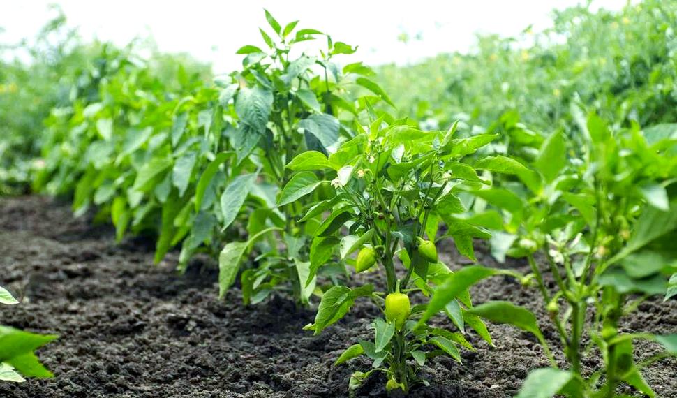露地辣椒种植技术视频有哪些要点?-图1 露地辣椒种植技术视频有哪些要点?-图1