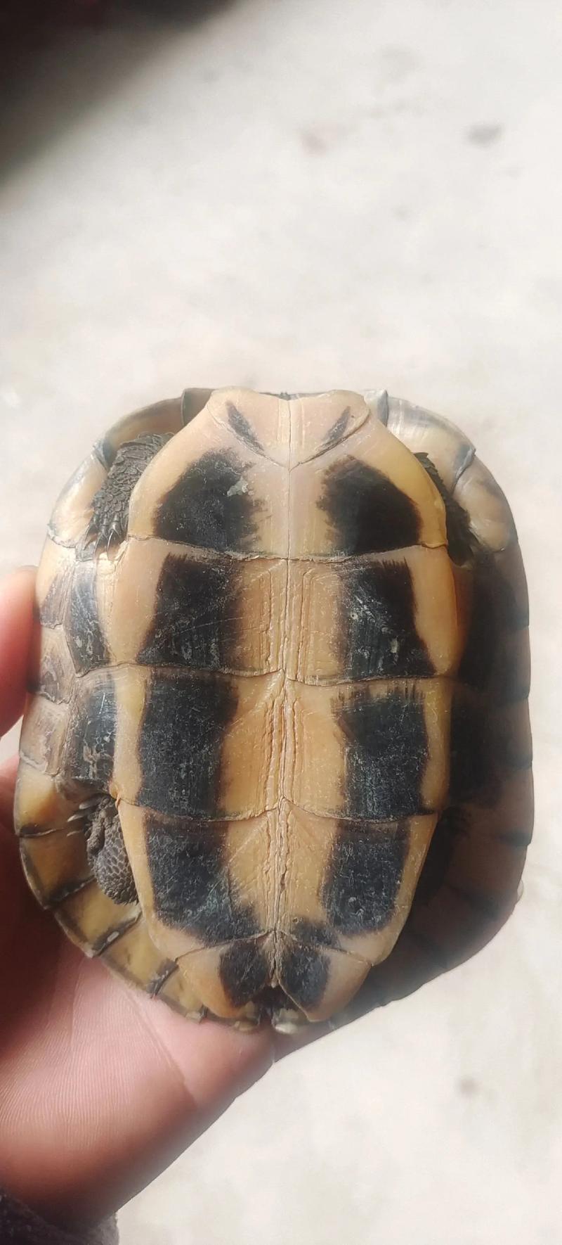 石龟2006年最新价格具体是多少?-图1 石龟2006年最新价格具体是多少?-图1