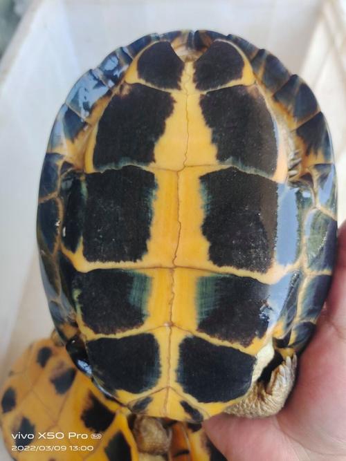 石龟2006年最新价格具体是多少？-图2