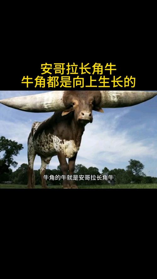 背上长角的牛是什么品种?-图1 背上长角的牛是什么品种?-图1