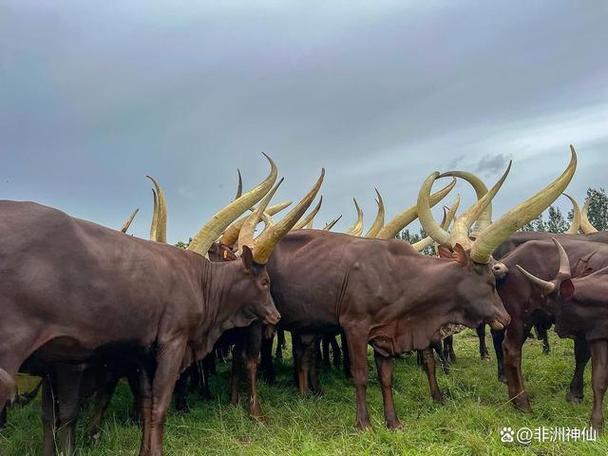 背上长角的牛是什么品种？-图2