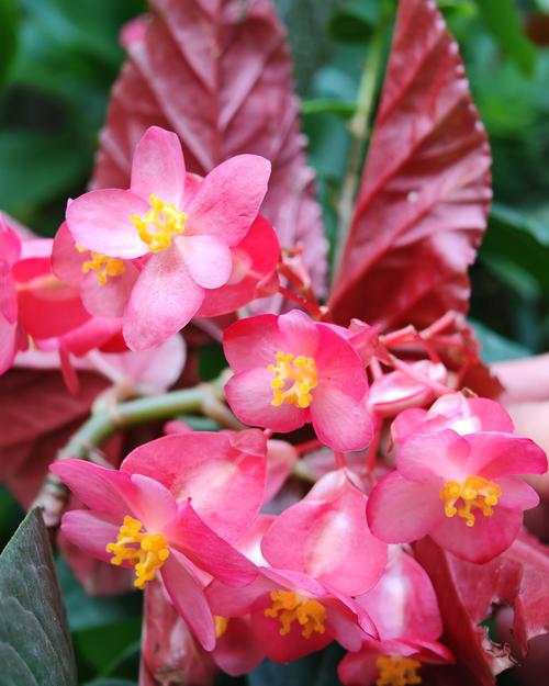 阳台红叶海棠是什么品种?-图1 阳台红叶海棠是什么品种?-图1