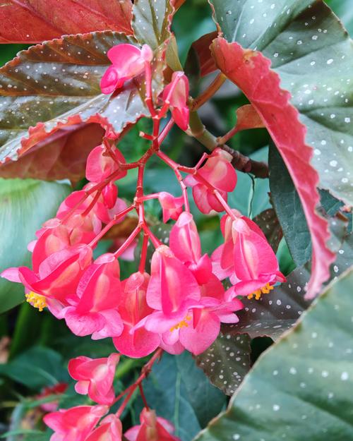 阳台红叶海棠是什么品种?-图2 阳台红叶海棠是什么品种?-图2